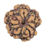 1MK(Underdeveloped) 17.8mm 1.89gm - Rudraksha back