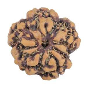 1MK(Underdeveloped) 17.8mm 1.89gm - Rudraksha back