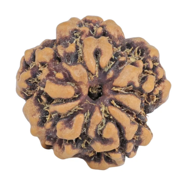 1MK(Underdeveloped) 17.8mm 1.89gm - Rudraksha back