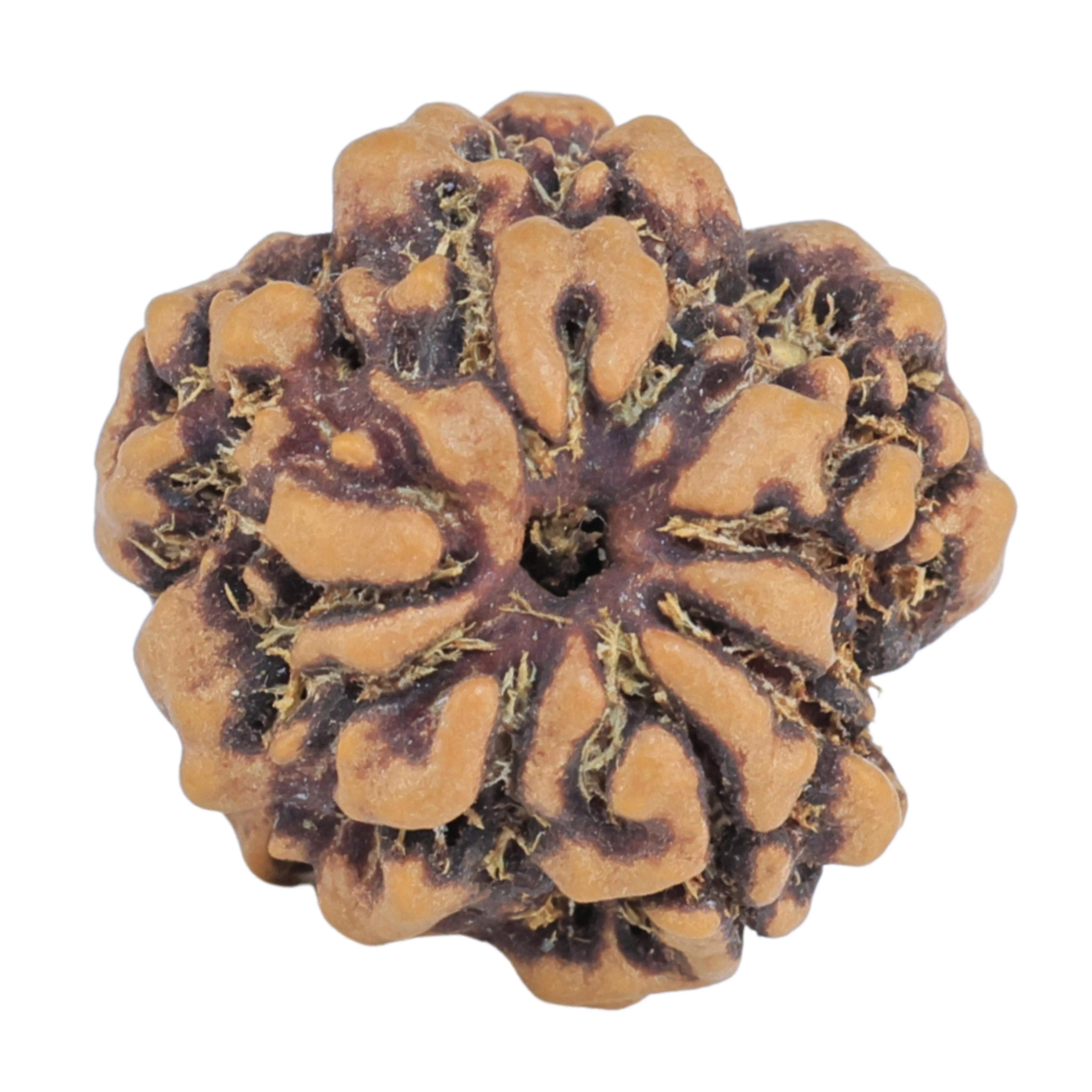 1MK(Underdeveloped) 17.8mm 1.89gm - Rudraksha back