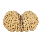 13 MK Gaurishankar 40.3mm 5.86gm - Rudraksha back