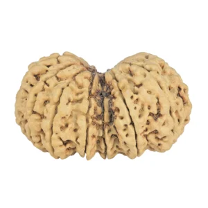 13 MK Gaurishankar 40.3mm 5.86gm - Rudraksha back