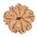 8 Mukhi Rudraksha 23.6mm 3.89gm - Rudraksha back