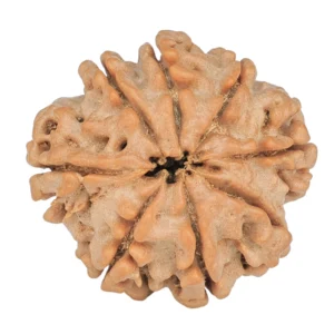 8 Mukhi Rudraksha 23.6mm 3.89gm - Rudraksha back