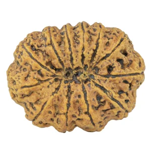 12 Mukhi Rudraksha 36.1mm 8.42gm - Rudraksha back