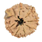 8 Mukhi Ganesh 20.1mm 2.52gm - Rudraksha back