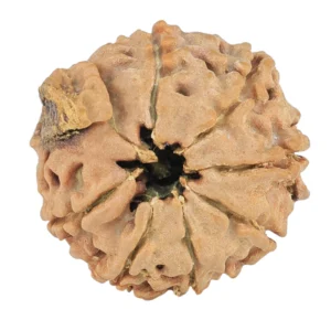 8 Mukhi Ganesh 20.1mm 2.52gm - Rudraksha back
