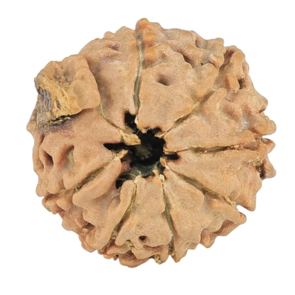 8 Mukhi Ganesh 20.1mm 2.52gm - Rudraksha back