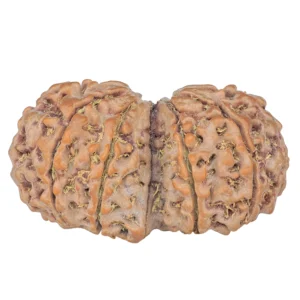 11 MK Gaurishankar 40mm 9.46gm - Rudraksha back