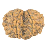 7 MK Gaurishankar 27.9mm 4.17gm - Rudraksha back