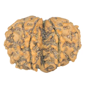 7 MK Gaurishankar 27.9mm 4.17gm - Rudraksha back
