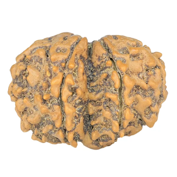 7 MK Gaurishankar 27.9mm 4.17gm - Rudraksha back
