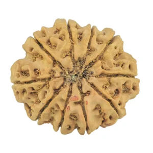 10 Mukhi Rudraksha 29.8mm 6gm - Rudraksha back