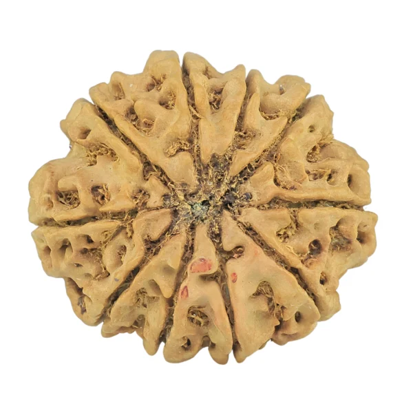 10 Mukhi Rudraksha 29.8mm 6gm - Rudraksha back