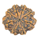 8 Mukhi Rudraksha 26.6mm 4.49gm - Rudraksha back