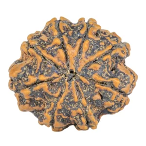8 Mukhi Rudraksha 26.6mm 4.49gm - Rudraksha back