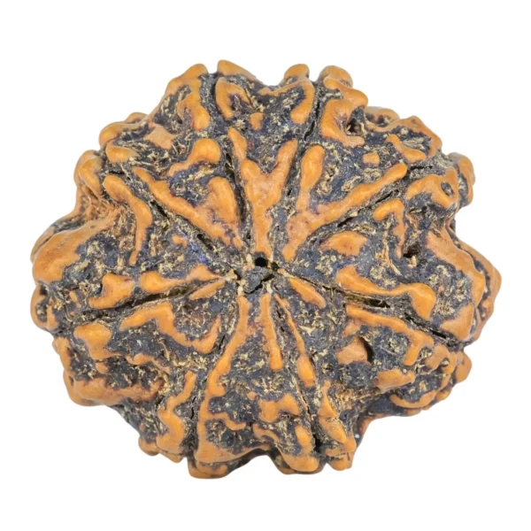 8 Mukhi Rudraksha 26.6mm 4.49gm - Rudraksha back