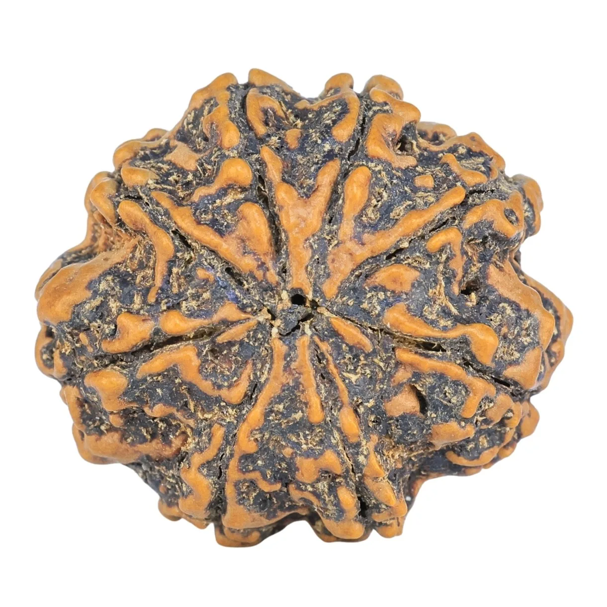8 Mukhi Rudraksha 26.6mm 4.49gm - Rudraksha back