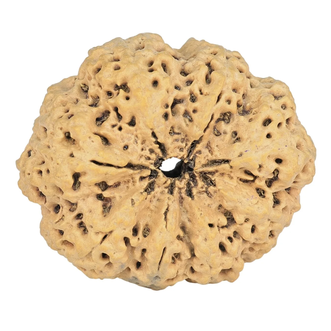 8 Mukhi Rudraksha 35.7mm 7.74gm - Rudraksha back