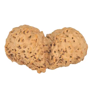 10 Mk Gaurishankar 41.6mm 8.17gm - Rudraksha back