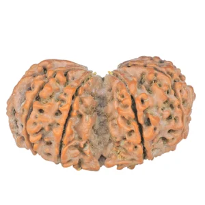 10 Mk Gaurishankar 39mm 8gm - Rudraksha back
