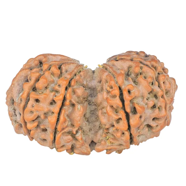 10 Mk Gaurishankar 39mm 8gm - Rudraksha back