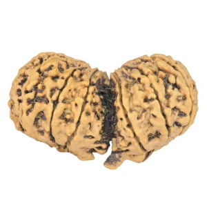 13 MK Gaurishankar 42.2mm 5.3gm - Rudraksha back