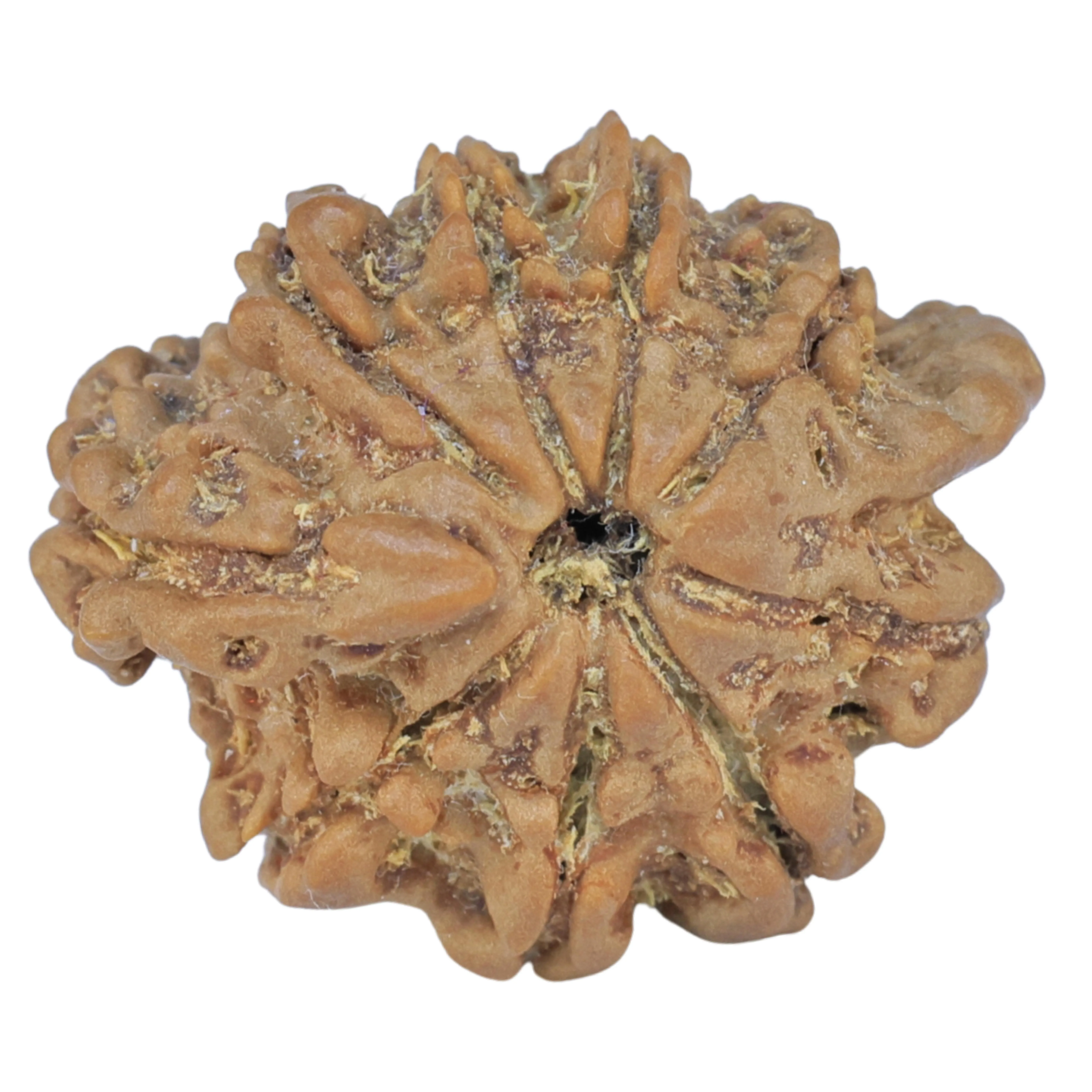 Sawar/Ganesh (9+1) 22mm 2.66gm - Rudraksha back