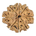 8 Mukhi Rudraksha 28mm 5gm - Rudraksha back