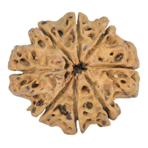 8 Mukhi Rudraksha 28mm 5gm - Rudraksha back