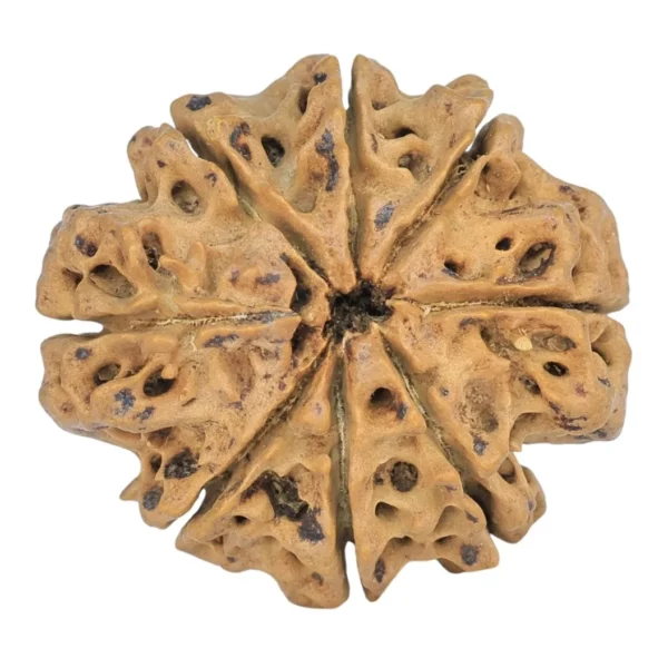 8 Mukhi Rudraksha 28mm 5gm - Rudraksha back