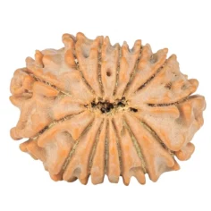 14 Mukhi Rudraksha 20.7mm 2.12gm - Rudraksha back