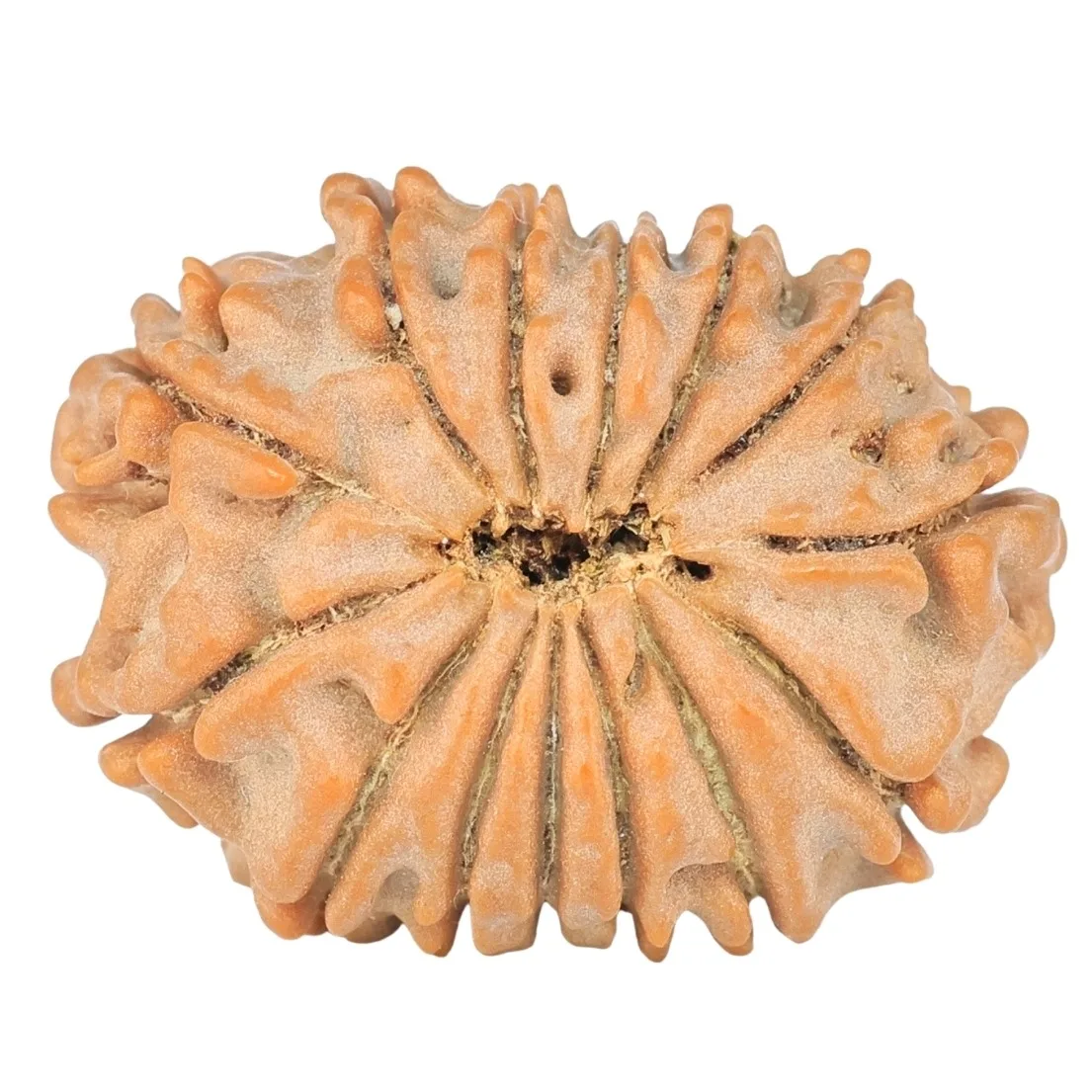 14 Mukhi Rudraksha 20.7mm 2.12gm - Rudraksha back