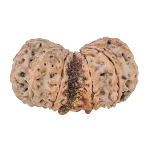 11 MK Gaurishankar 40.1mm 10gm - Rudraksha back