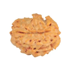 1 Mukhi Rudraksha 20.8mm 2.49gm - Rudraksha back