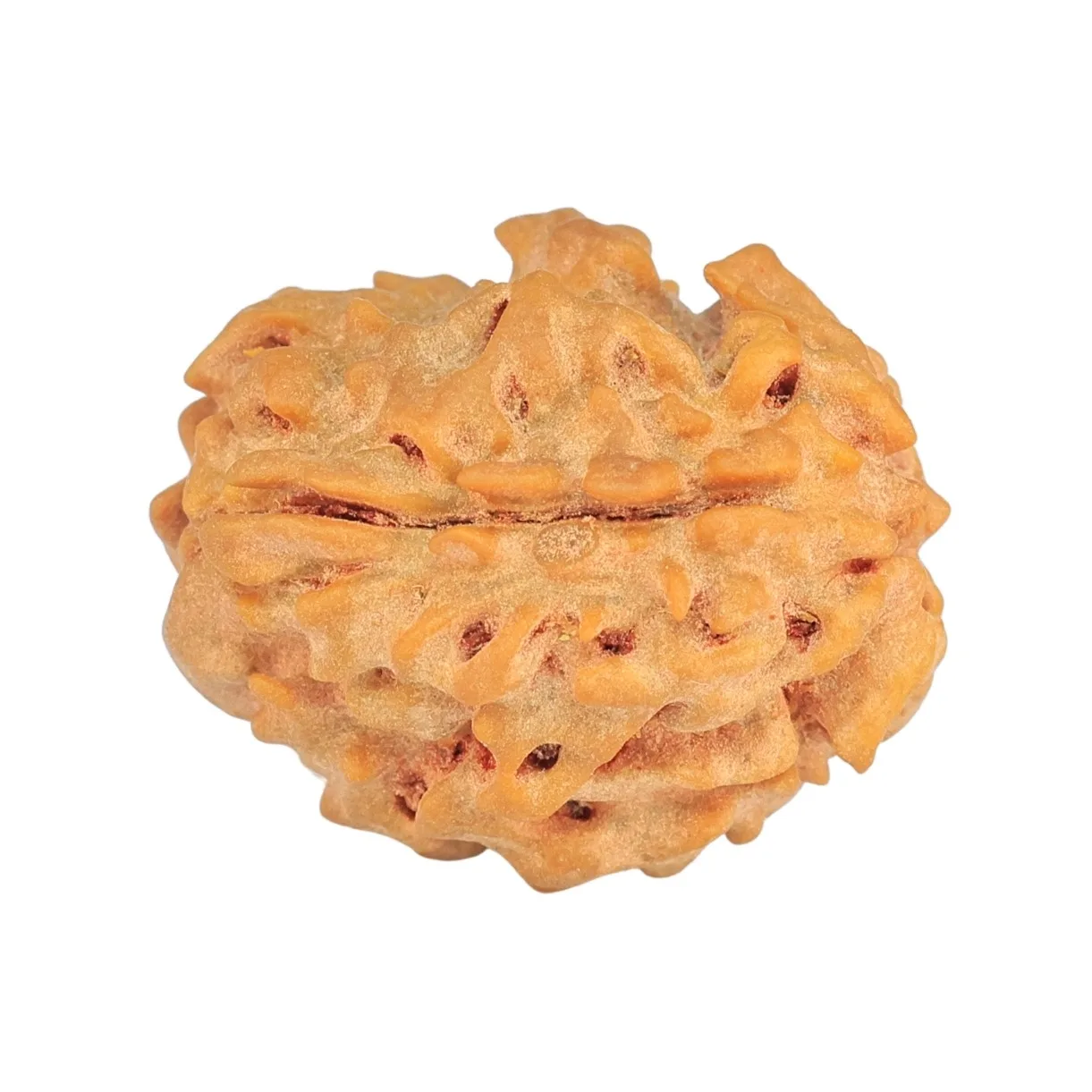 1 Mukhi Rudraksha 20.8mm 2.49gm - Rudraksha back