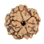 1MK(Underdeveloped) 19.1mm 2.36gm - Rudraksha back