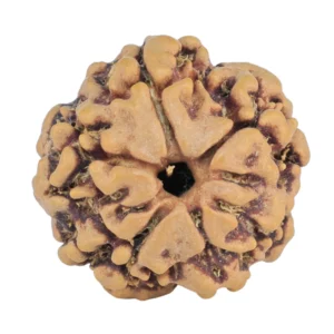 1MK(Underdeveloped) 19.1mm 2.36gm - Rudraksha back
