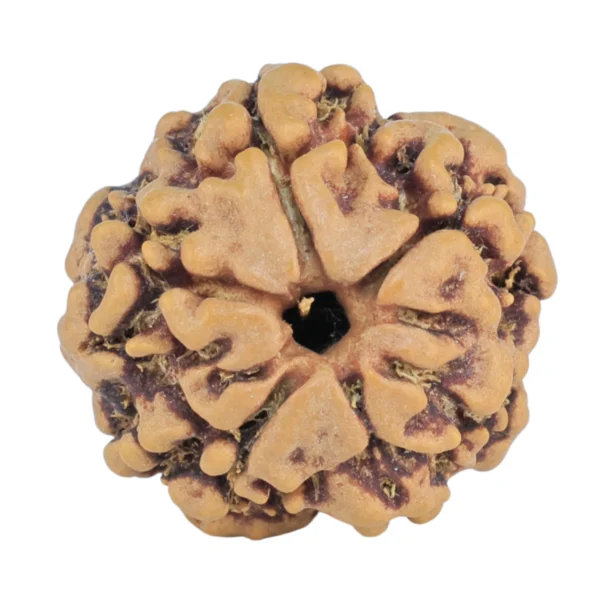 1MK(Underdeveloped) 19.1mm 2.36gm - Rudraksha back