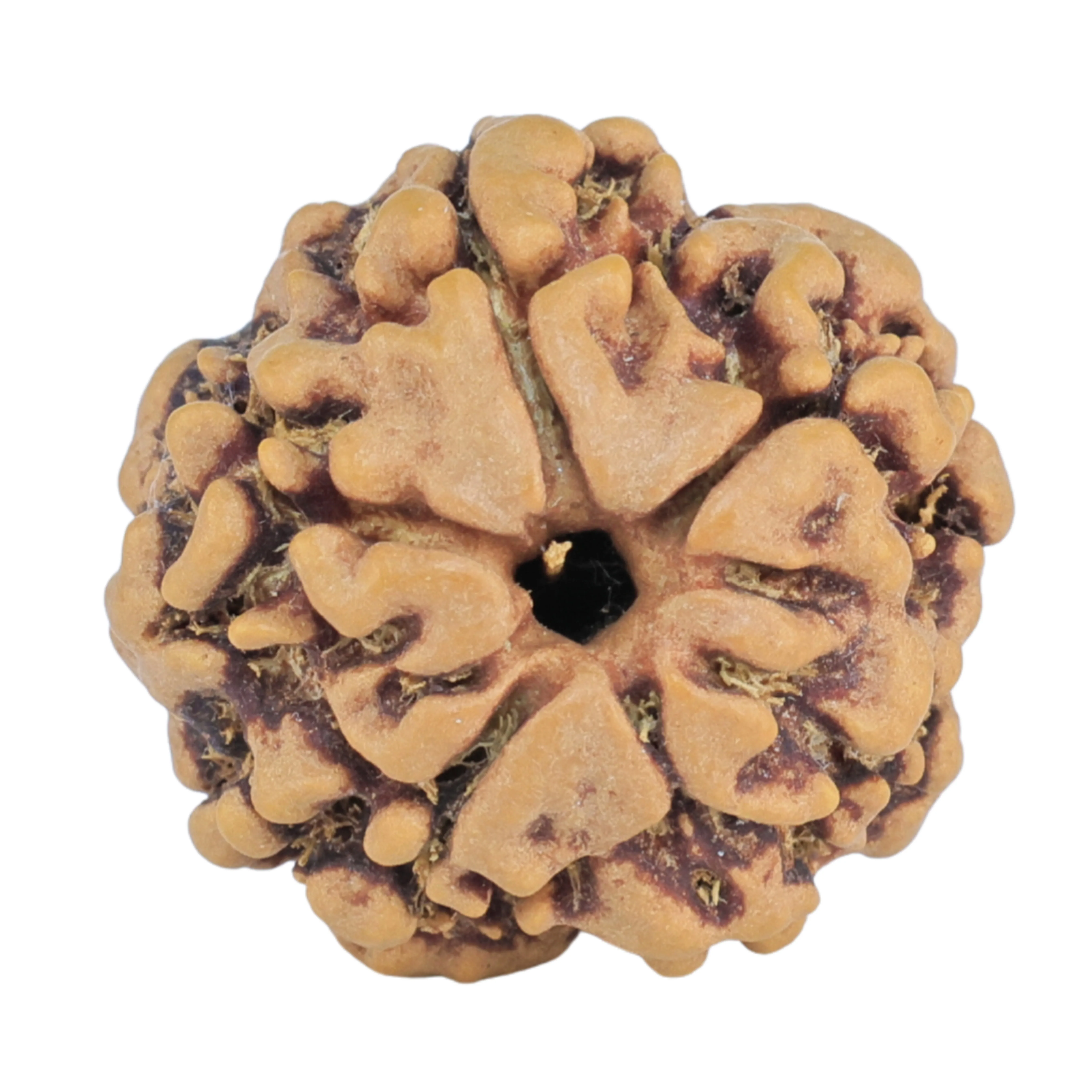 1MK(Underdeveloped) 19.1mm 2.36gm - Rudraksha back
