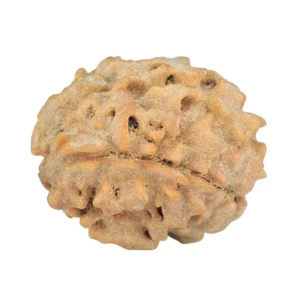 1 Mukhi Rudraksha 20.1mm 2.1gm - Rudraksha back