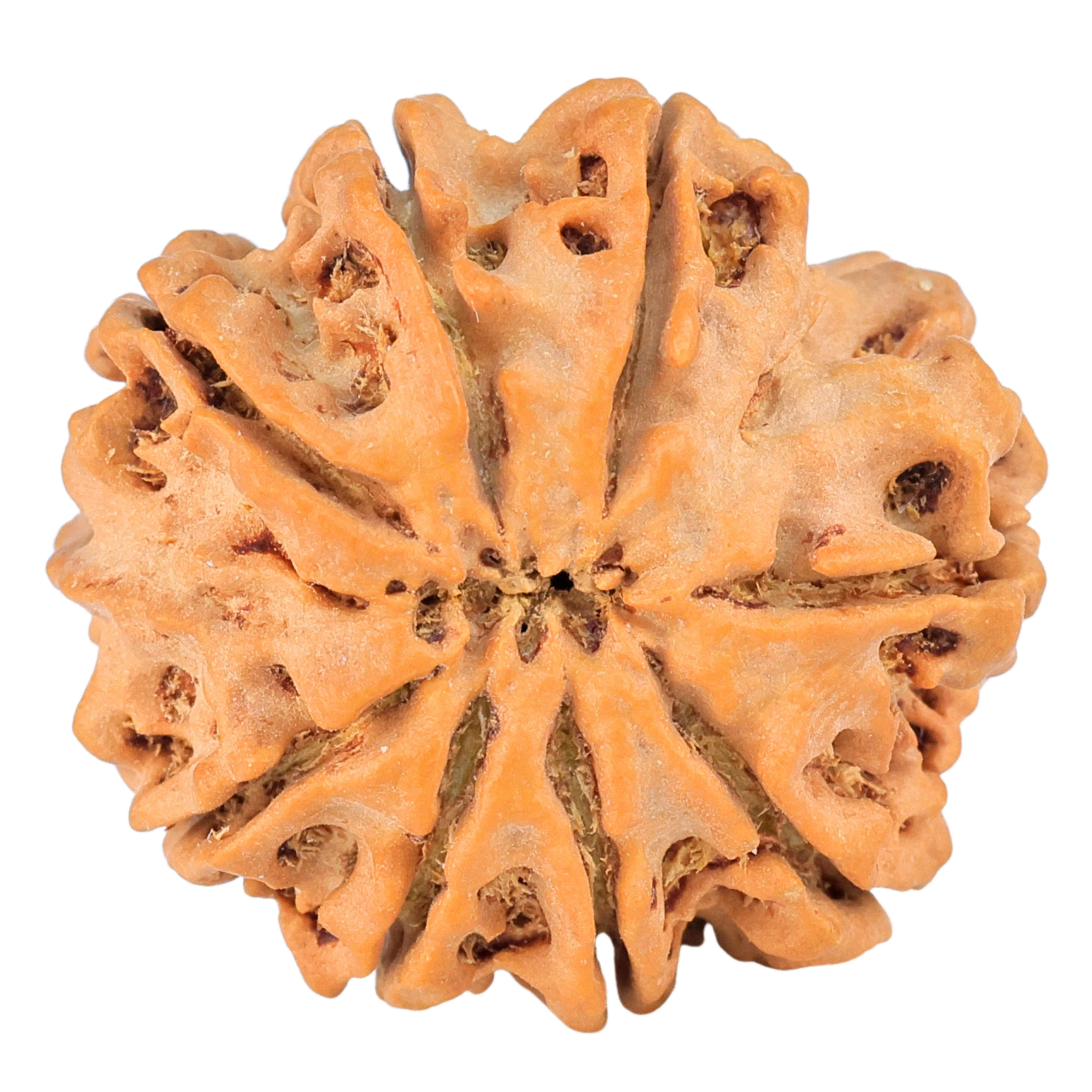 8 Mukhi Rudraksha 26.7mm 5.54gm - Rudraksha back