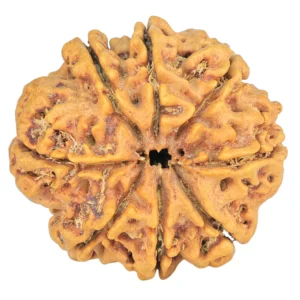 8 Mukhi Rudraksha 28.8mm 5.82gm - Rudraksha back