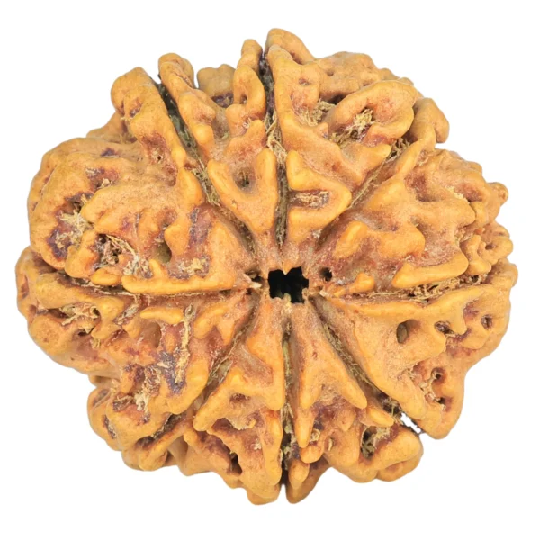 8 Mukhi Rudraksha 28.8mm 5.82gm - Rudraksha back