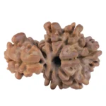 Sawar/Ganesh (8+1) 19.4mm 1.34gm - Rudraksha back