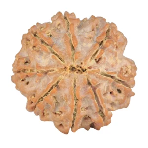 8 Mukhi Rudraksha 24.5mm 4.78gm - Rudraksha back