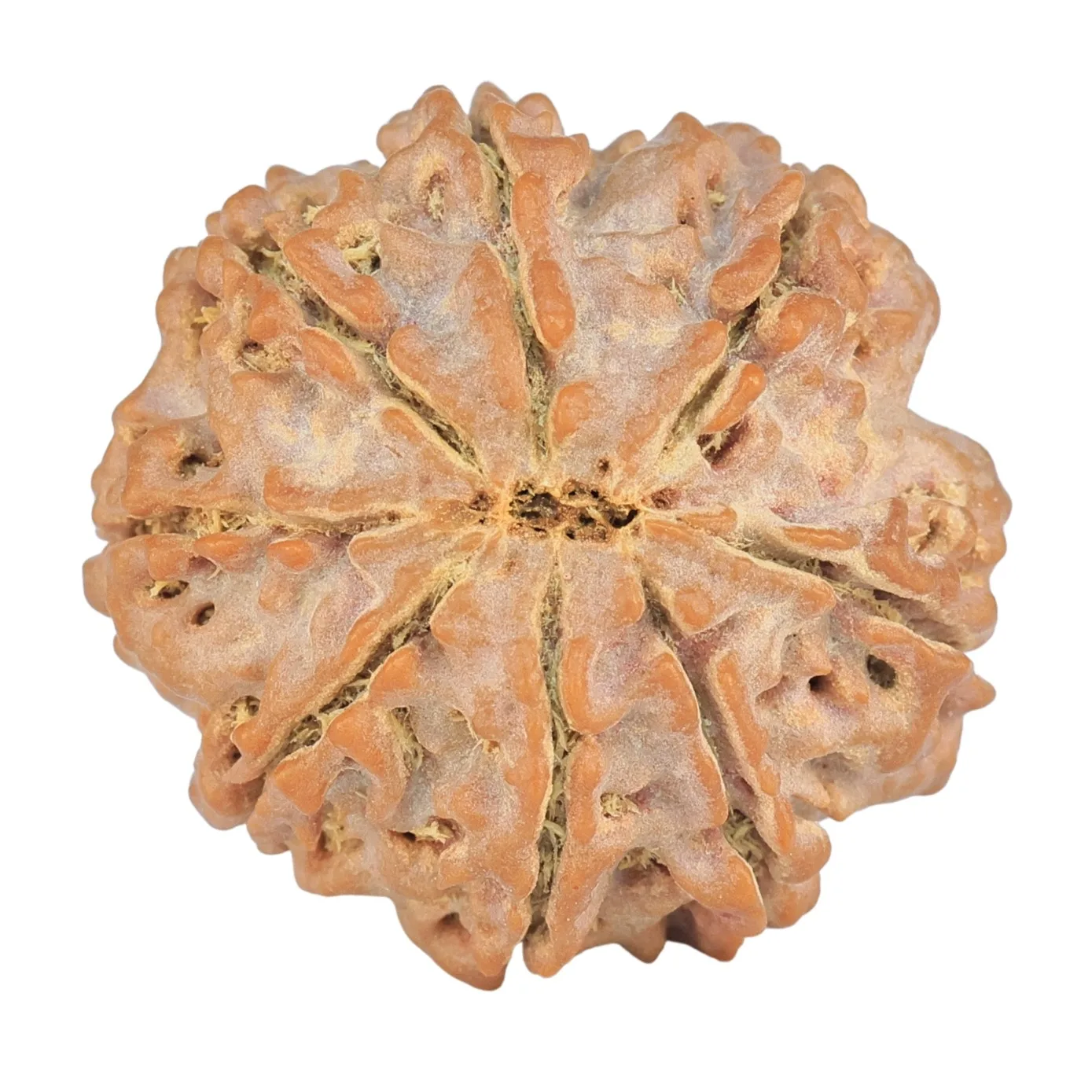 8 Mukhi Rudraksha 24.5mm 4.78gm - Rudraksha back