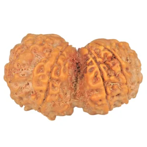 9 MK Gaurishankar 39.7mm 9.51gm - Rudraksha back