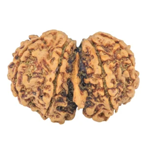 9 Mukhi G.S & Ganesh 31.7mm 5gm - Rudraksha back