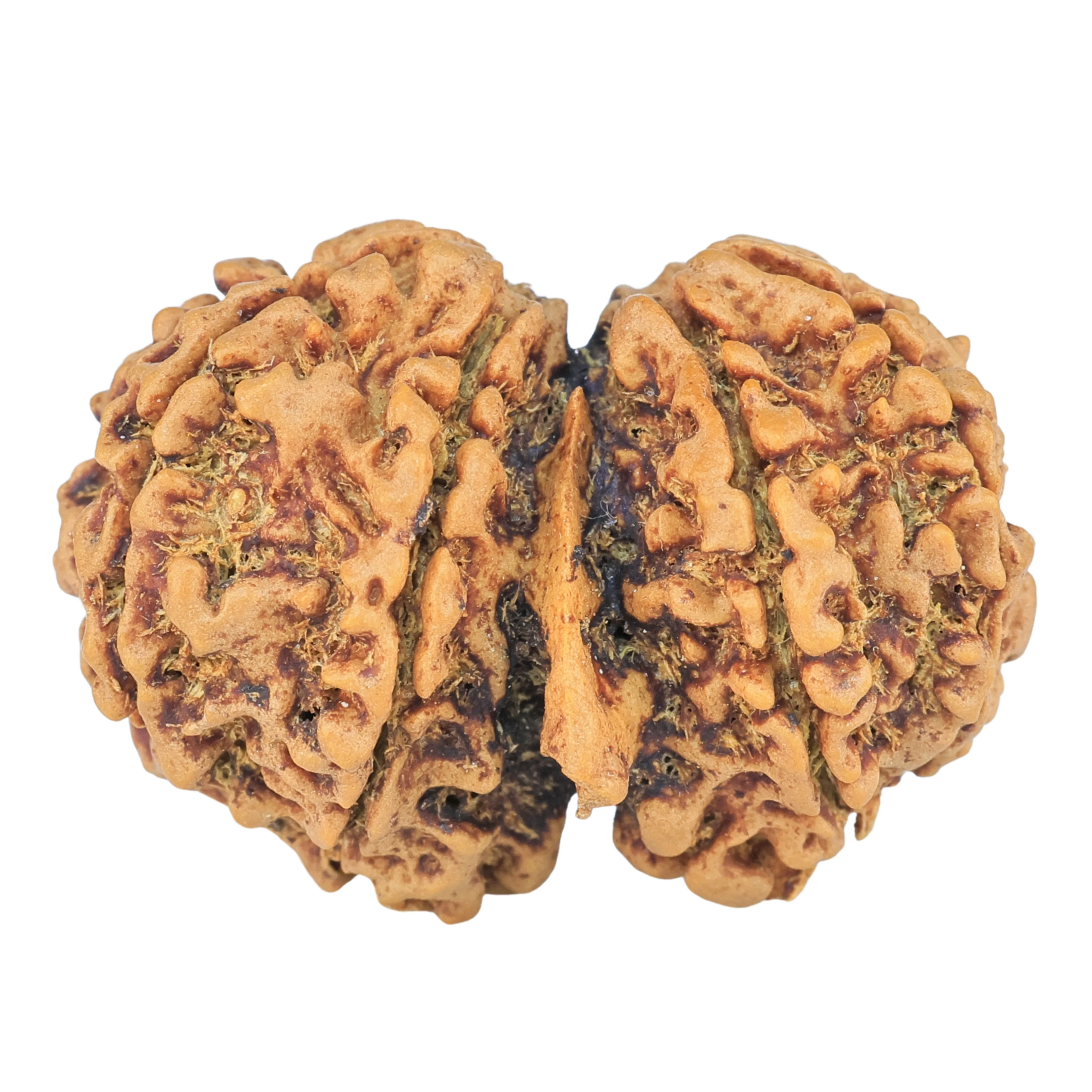 rudraksha_back_image-kgX_B.jpg 9 Mukhi G.S & Ganesh 31.7mm 5gm - Rudraksha back